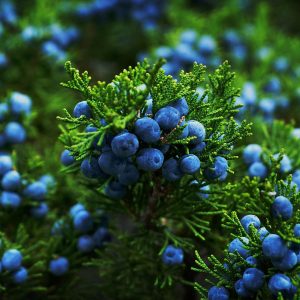 Juniper natural